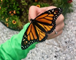 Planting the Perfect Butterfly Garden