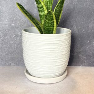 The Potted Box